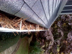 Get Your Dirty Gutters Cleaned by Kennesaw's Best Gutter Cleaners